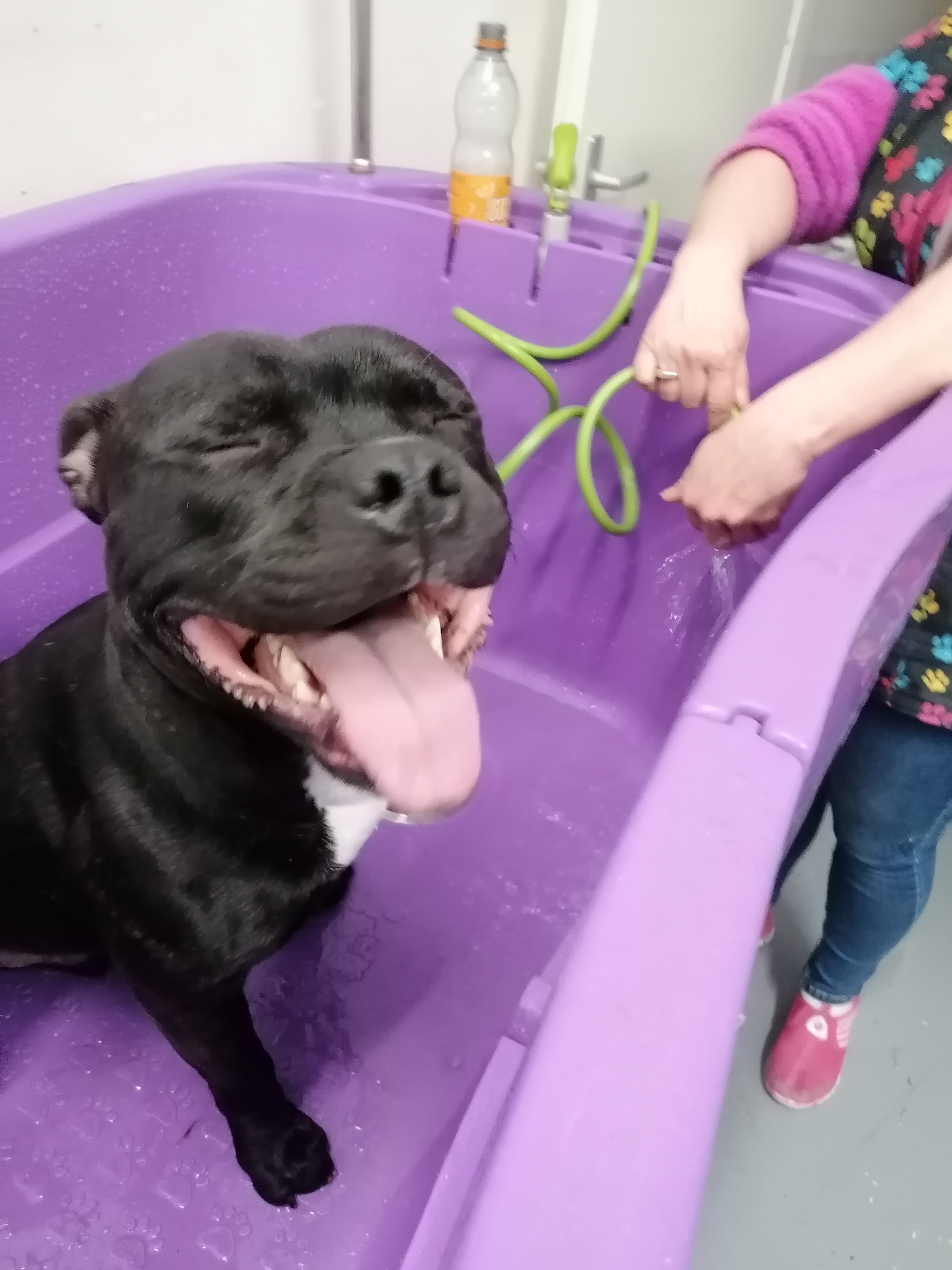 Een zwarte hond met de tong uit de bek in de paarse wasbak, tijdens het wassen