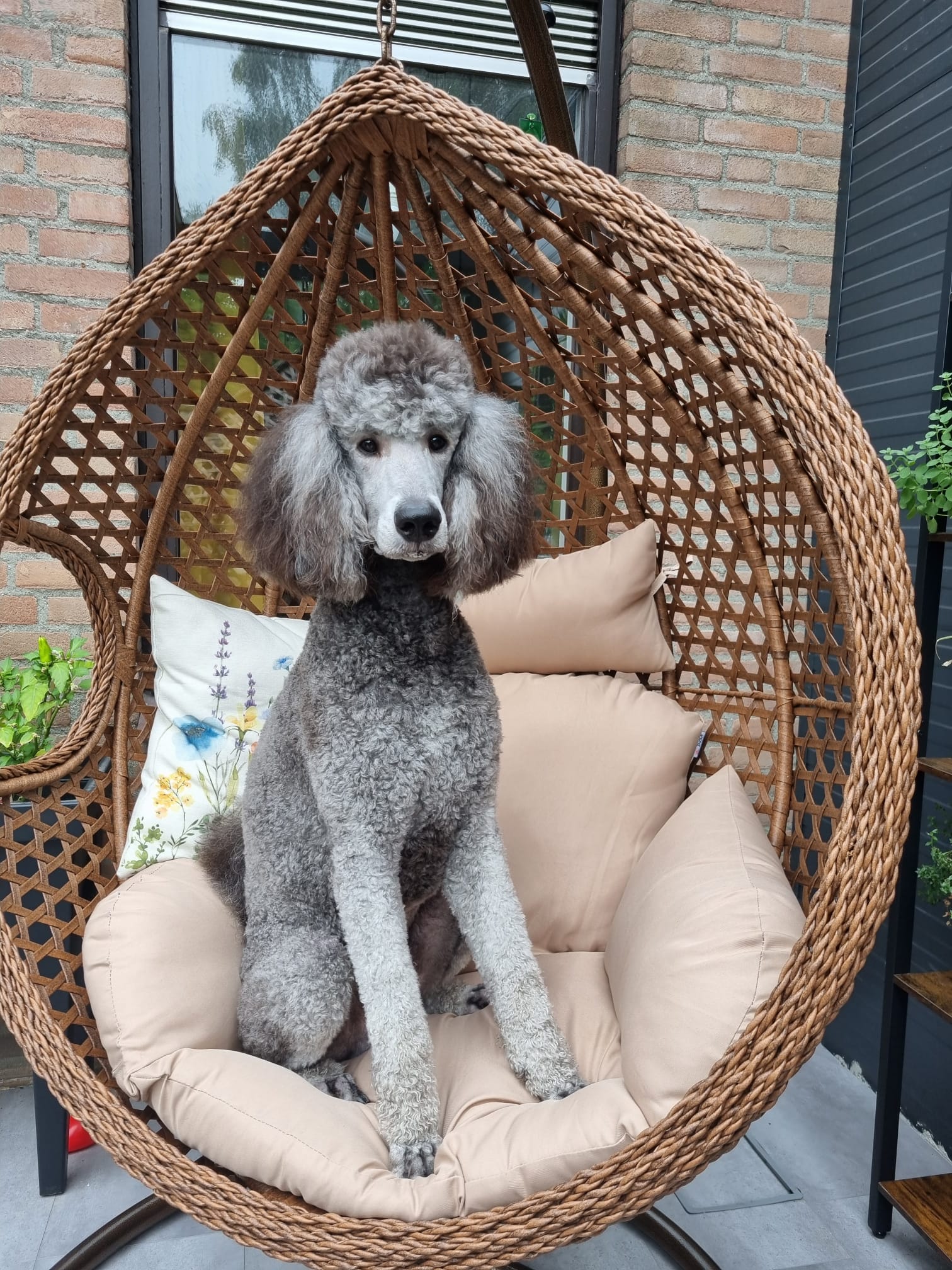 Een grijze poedel zit in een rieten hangstoel met kussens, buiten bij de salon