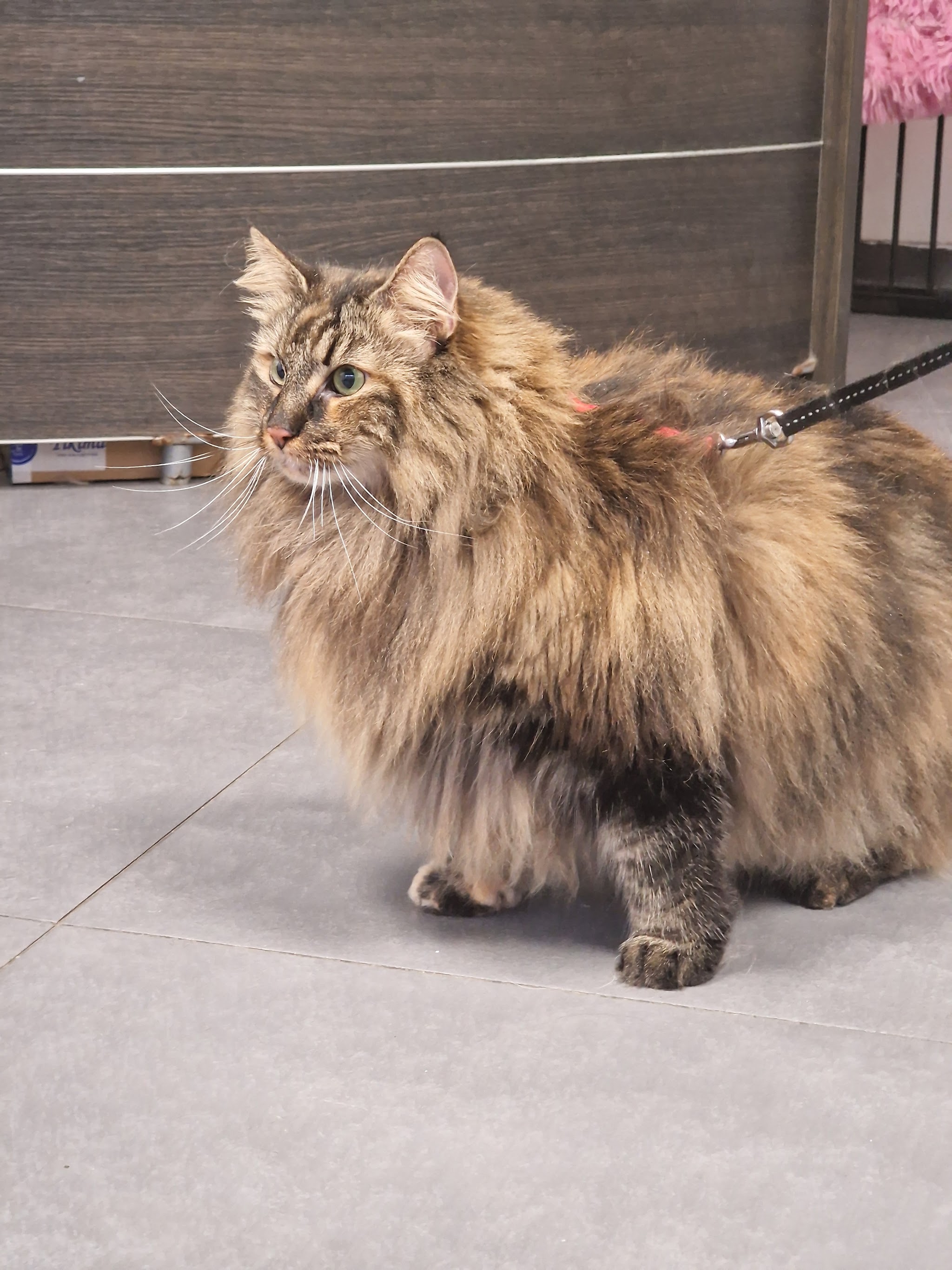 Een langharige bruine kat aan de lijn in de salon