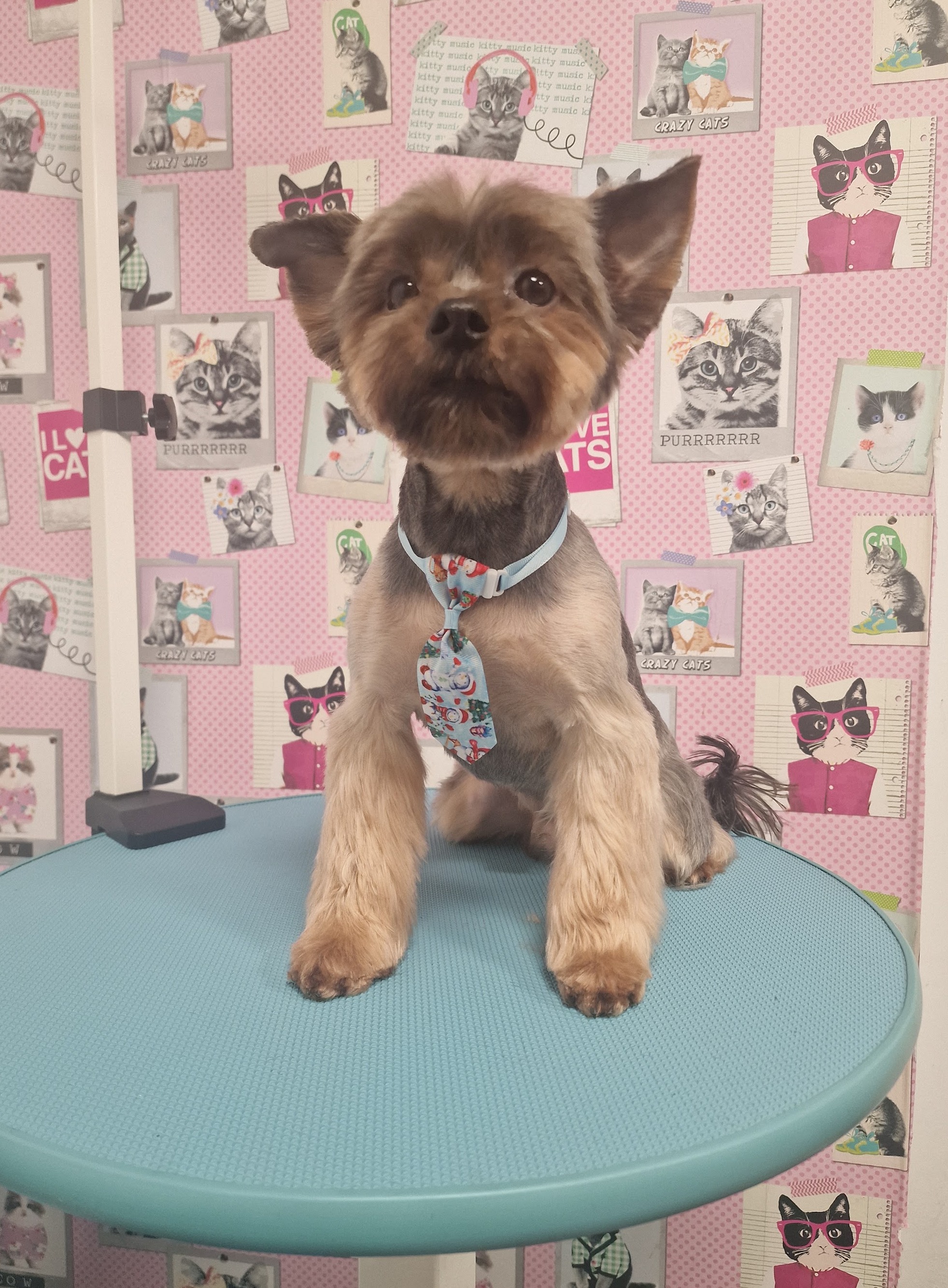Een net getrimde Yorkshire terriër op de ronde mintgroene trimtafel, voor het roze kattenbehang van de salon
