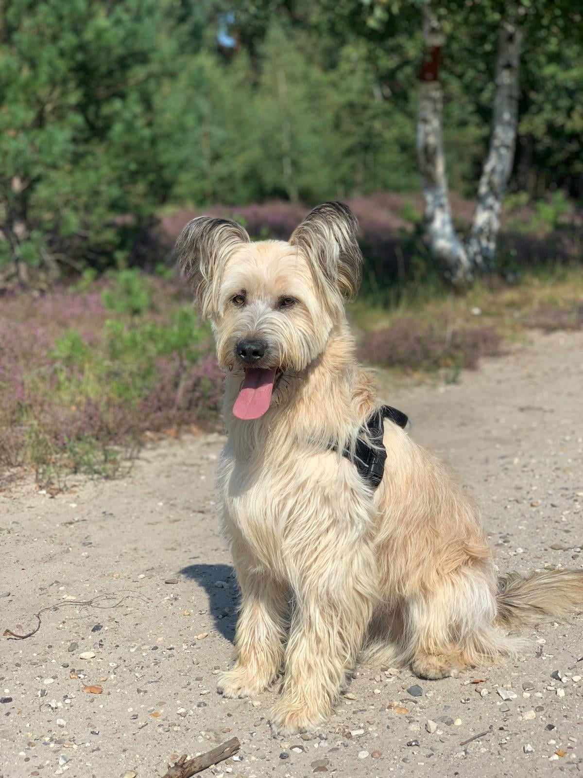 Een ruwharige blonde hond zit op een zandpad op de heide