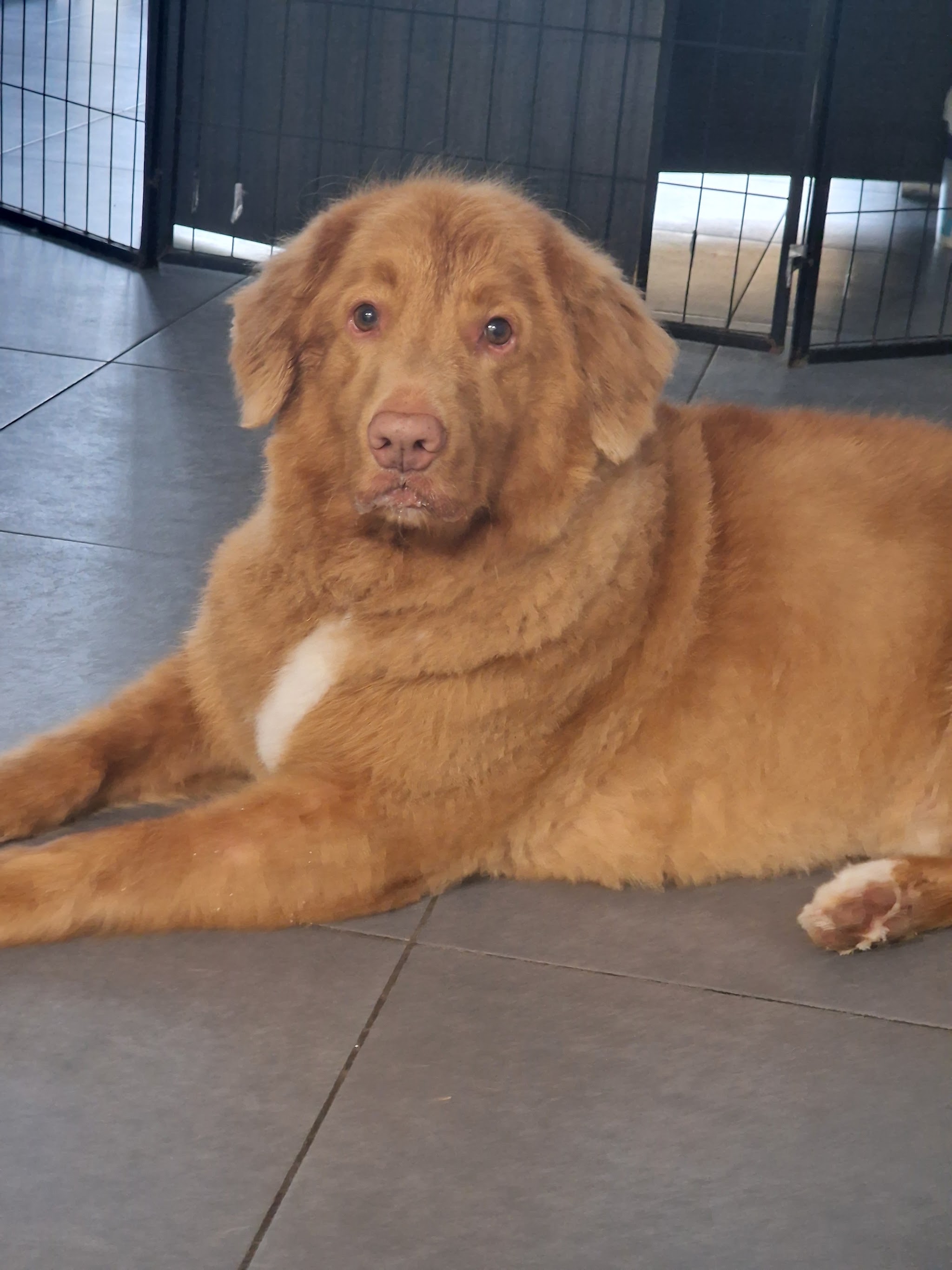 Een roodbruine retriever ligt ontspannen op de tegelvloer van de salon