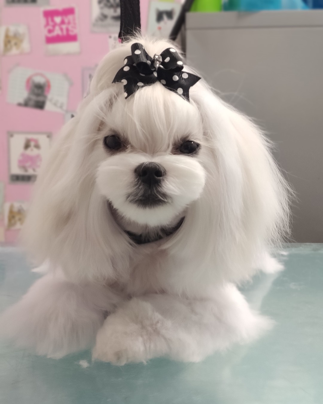 Een wit hondje met lange vacht en een zwart gestippelde strik, net getrimd op de trimtafel