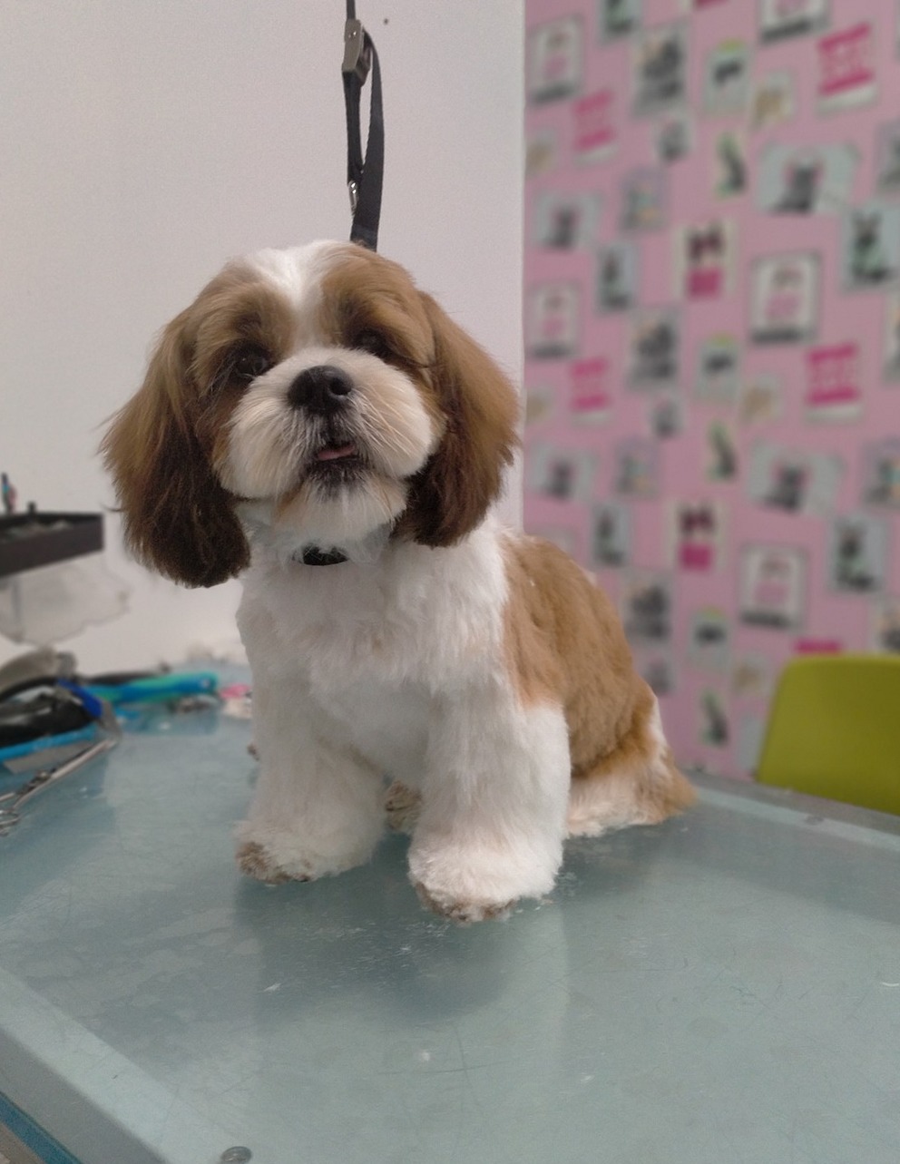 Een bruin met witte shih tzu, kort en rond getrimd, op de trimtafel